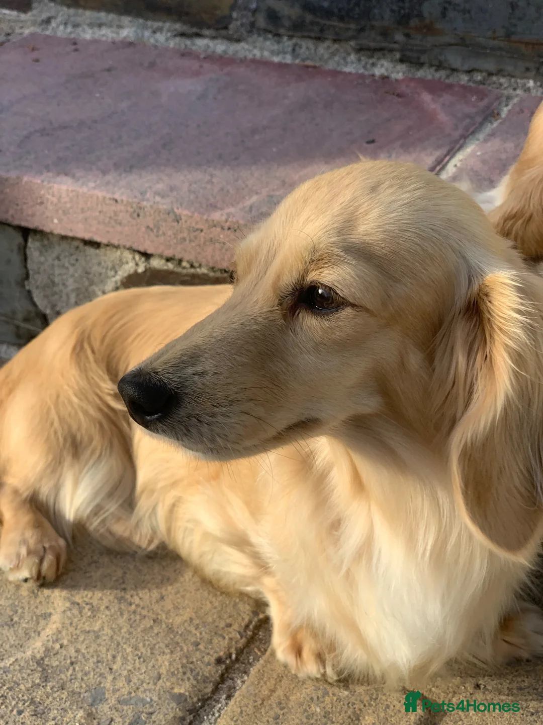 Miniature Dachshund dogs for sale: Two adult cream Miniature Dachsund sisters Rehome - Advert 7