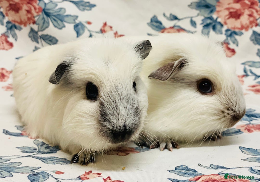 Guinea Pig rodents for sale: Californian pointed semi long haired baby boys - Advert 6