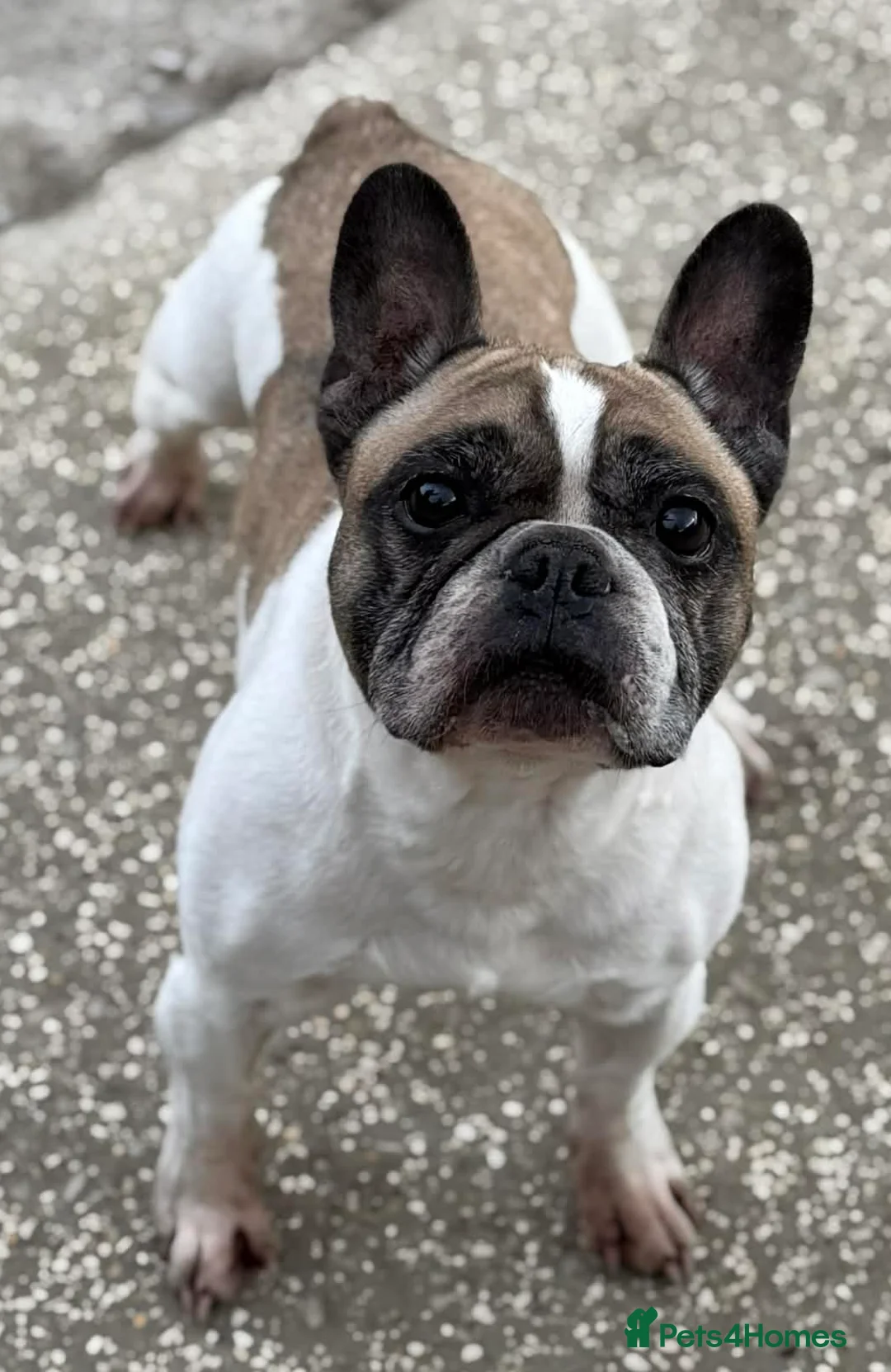 French Bulldog dogs for adoption: Child friendly Lenny wants a new loving home - Advert 3