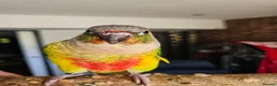 Conures birds for sale: Ricky & Cleo - Advert 13