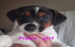 Jack Russell dogs for sale: Beautiful Jack Russel puppies - Image 14