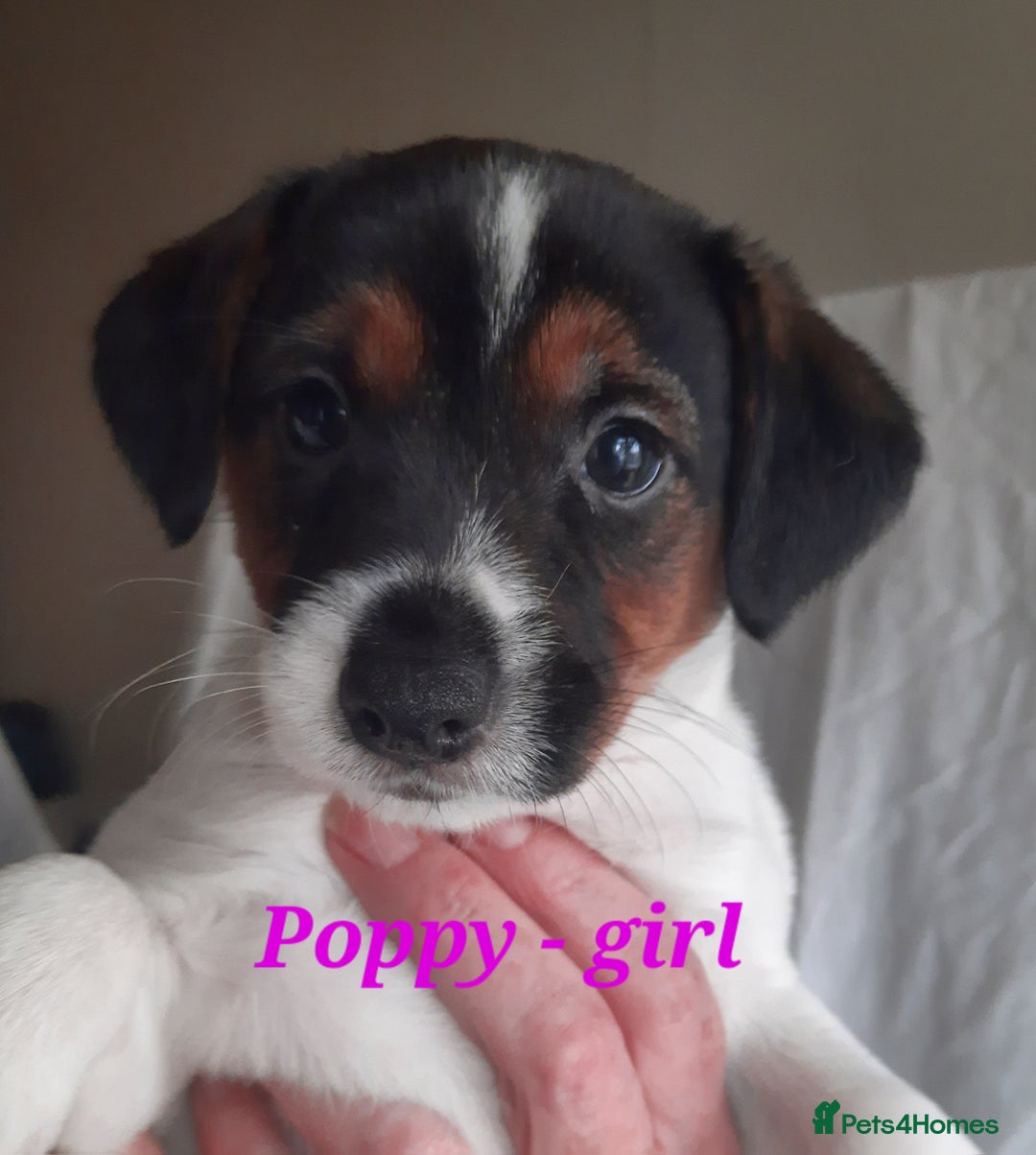 Jack Russell dogs for sale: Beautiful Jack Russel puppies - Image 14