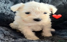Miniature Schnauzer dogs for sale: Miniature Schnauzer Pups (White & Salt’n’Pepper) - Image 4