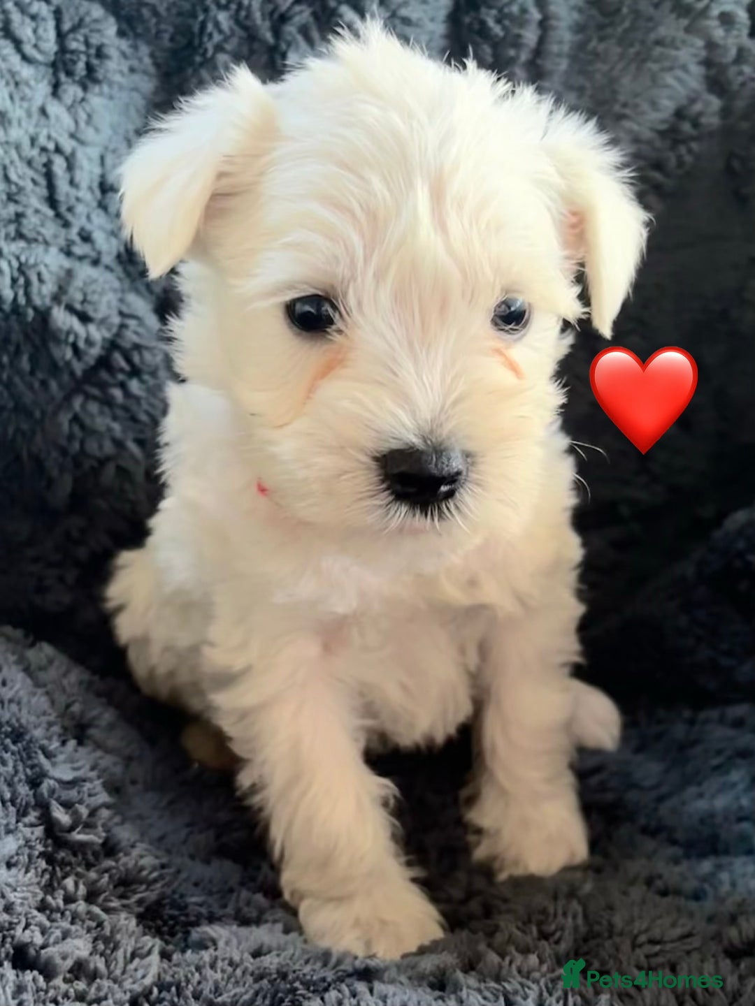 Miniature Schnauzer dogs for sale: Miniature Schnauzer Pups (White & Salt’n’Pepper) - Image 4