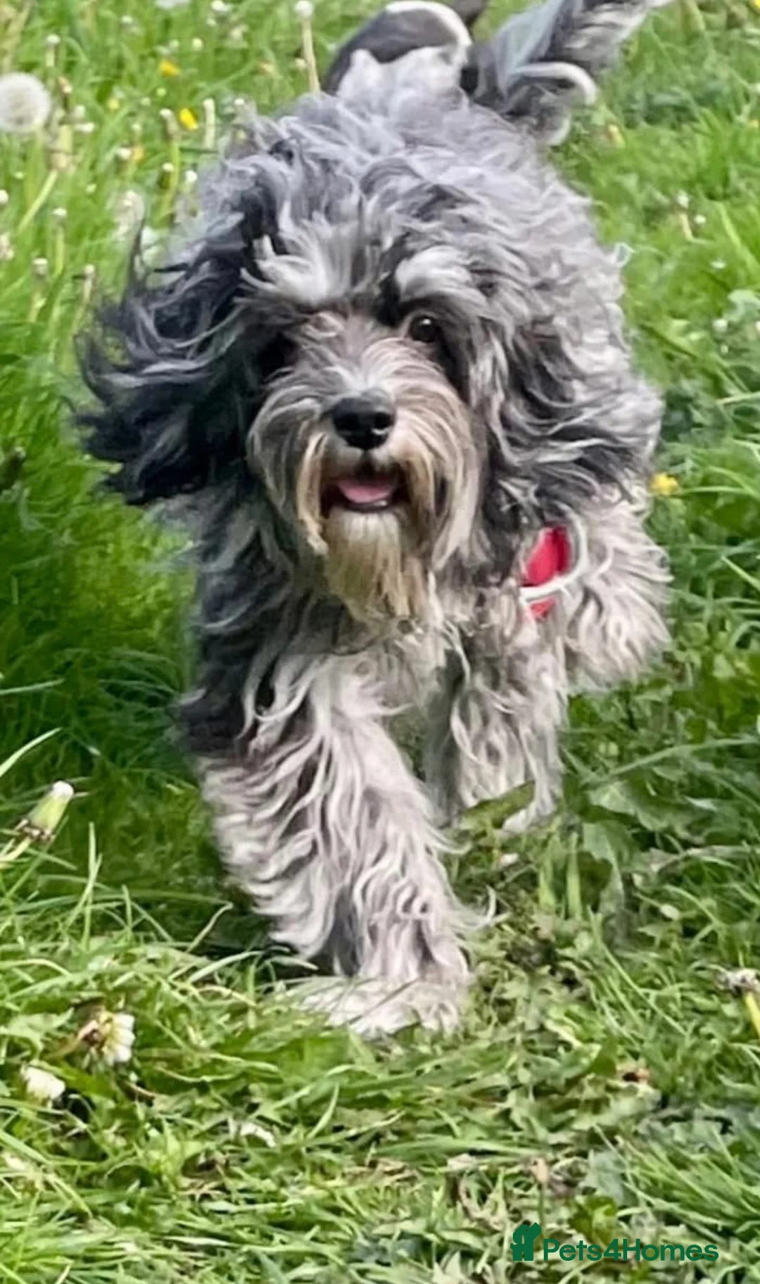 Cavapoo dogs for sale: Cavapoo Blue Merle mixed colours available  - Advert 18