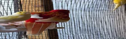 Parakeets birds for sale: Rosella parrot  - Advert 4