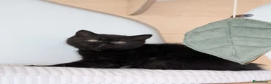 Black male 