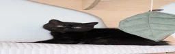 British Shorthair cats for sale: GCCF Registered Kittens  - Advert 4