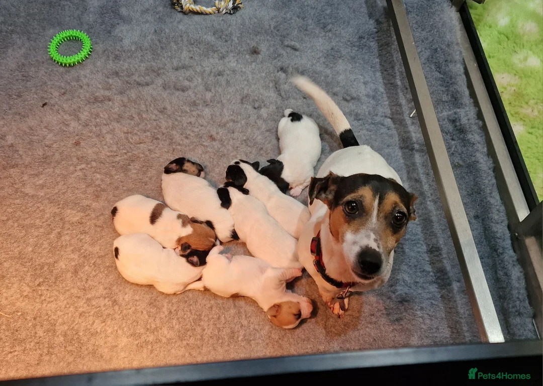 Jack Russell dogs for sale: Stunning Jack Russells, DNA health tested parents - Advert 31