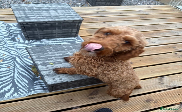 Cockapoo dogs - Advert 16