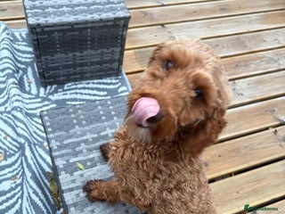 Cockapoo dogs - Advert 18