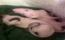 Sphynx cats for sale:  Sphynx kittens are looking for a loving  home. - Image 4