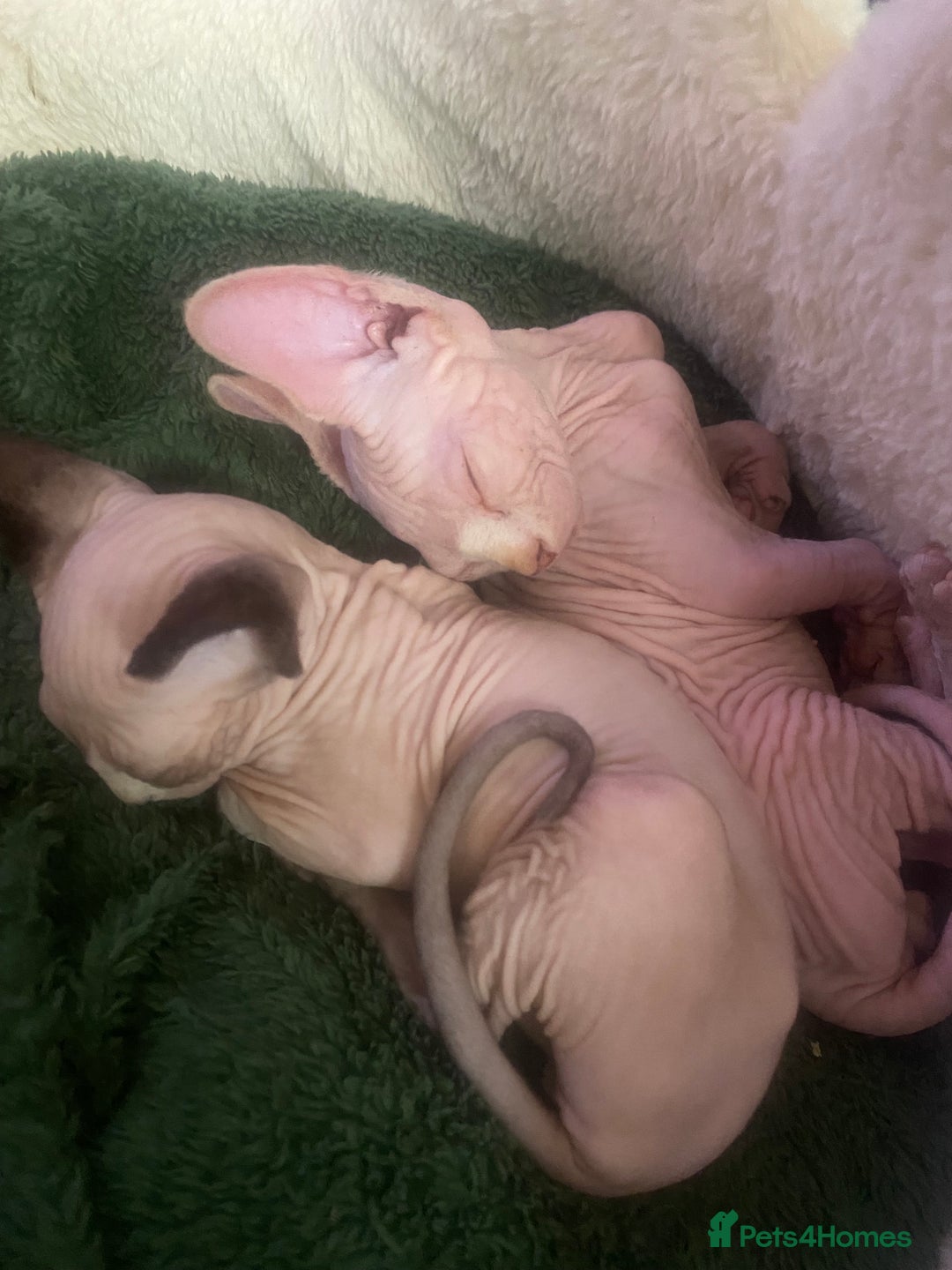 Sphynx cats for sale:  Sphynx kittens are looking for a loving  home. - Image 4