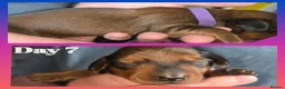 Miniature Dachshund dogs for sale: ✨️Last Girl Left✨️Longhaired Miniature Dachshunds  - Advert 18