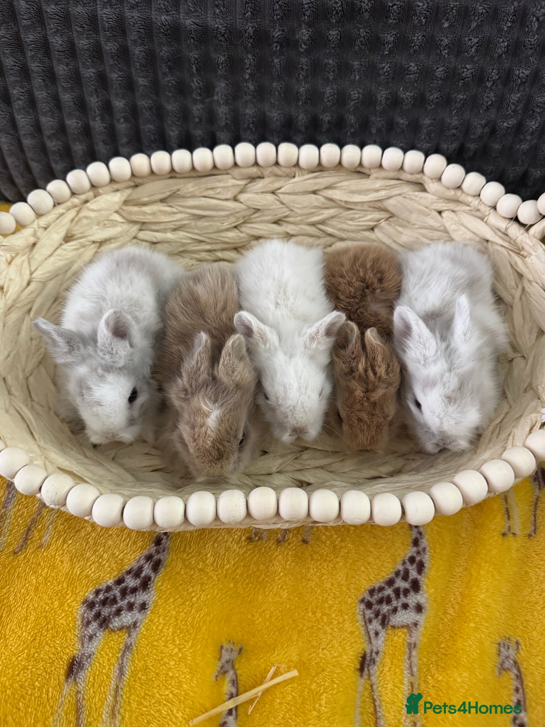 Lionhead rabbits for sale: ✨ Lionhead Bunnies  ✨ - Advert 3