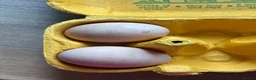 Chickens poultry for sale: 6x hatching eggs  - Advert 2