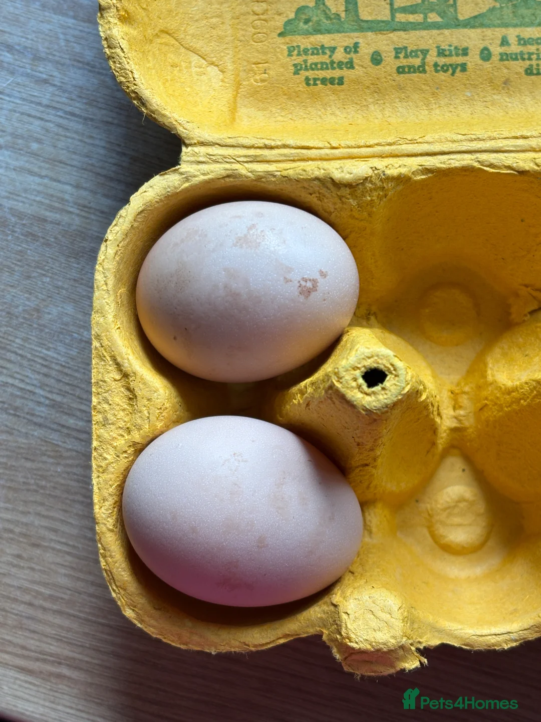 Chickens poultry for sale: 6x hatching eggs  - Advert 2