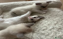 Ragdoll cats for sale: 5 Pure Ragdoll kittens - All Females -Pickup Ready - Image 7