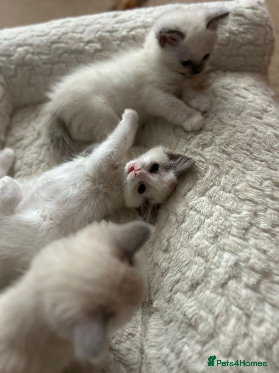 Ragdoll cats for sale: 5 Pure Ragdoll kittens - All Females -Pickup Ready - Image 7