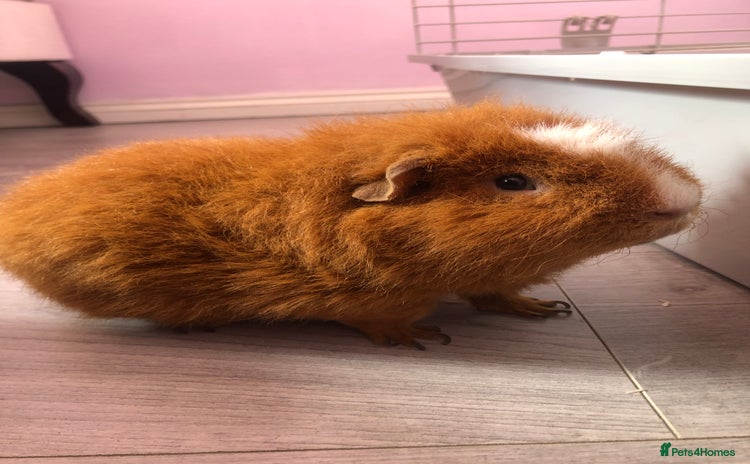 Guinea Pig rodents - Advert 3
