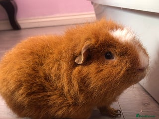 Guinea Pig rodents - Advert 11