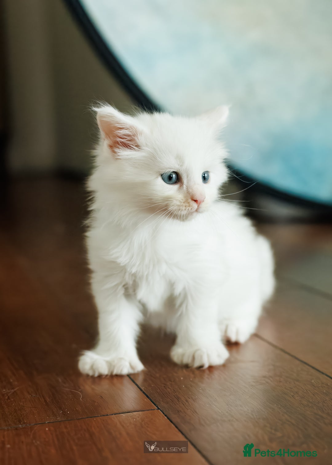 Maine Coon cats for sale: White Polydactyl boy / Russian import parents - Advert 18