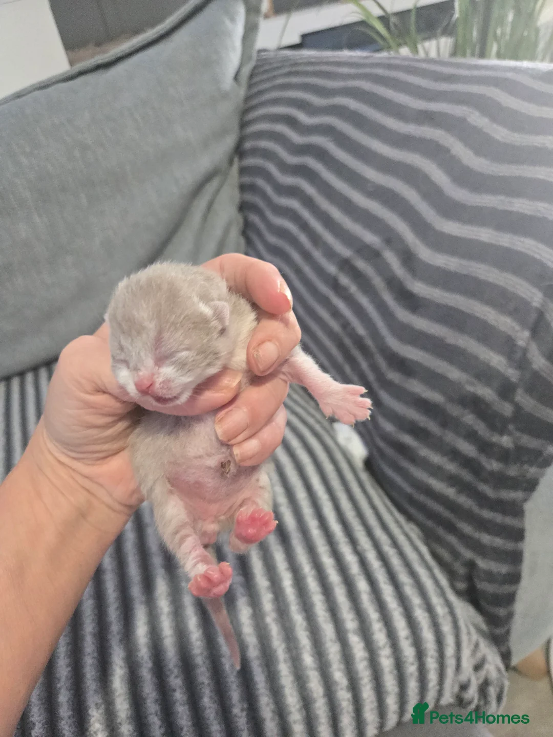 British Shorthair cats for sale: Full paedigray British shorthair kittens. - Advert 2