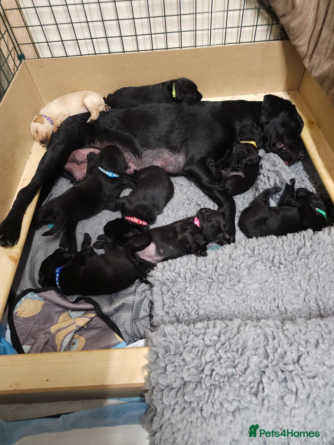 Labrador Retriever dogs for sale: Gorgeous and real characters - Advert 2