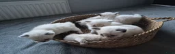 Ragdoll cats for sale: Purebred Ragdoll Kittens, Vaccinated  & Microchipp in Bradford - Advert 4