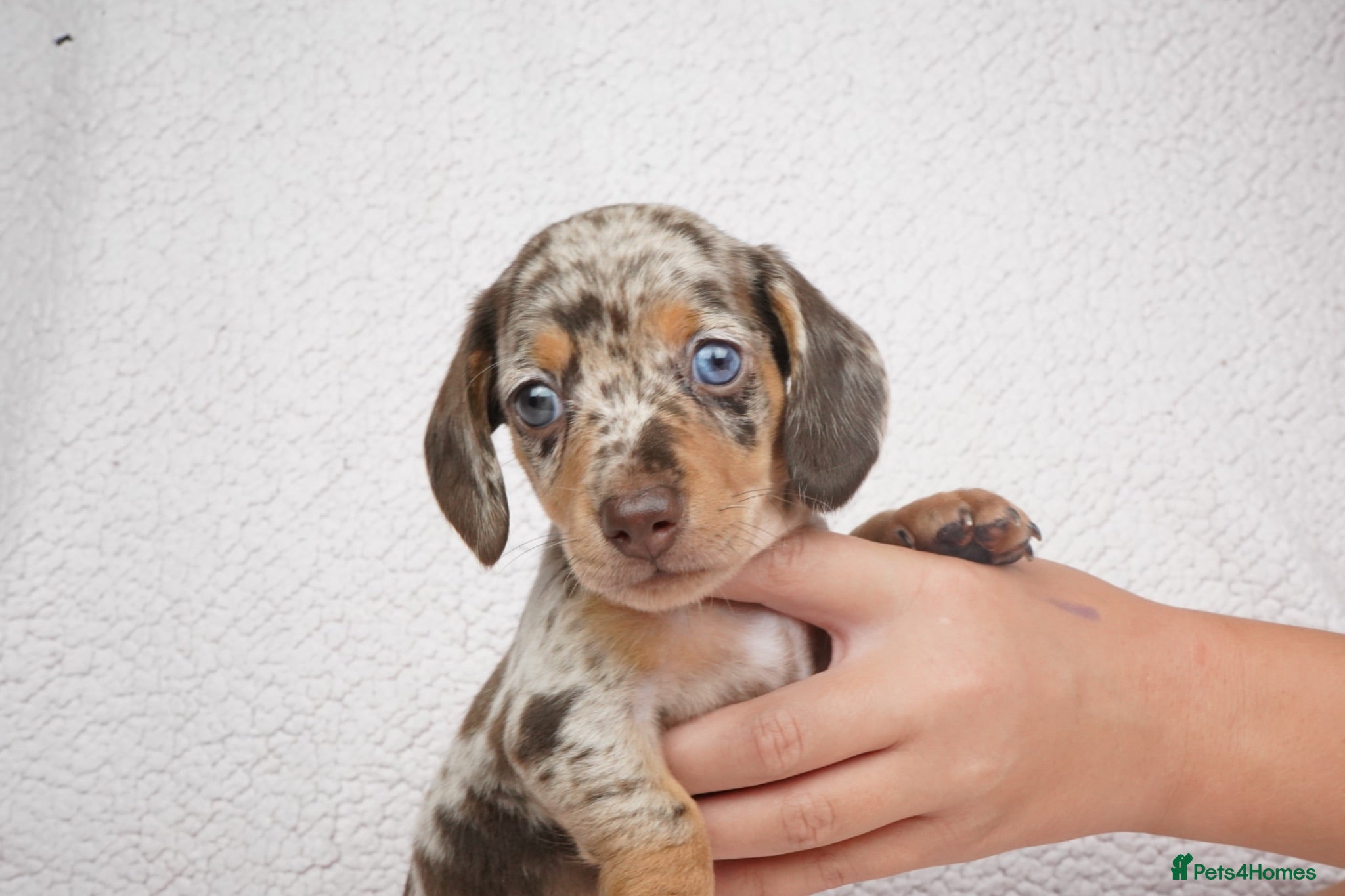 Miniature Dachshund dogs KC Registered Miniature Dachshund Puppies - Advert 1