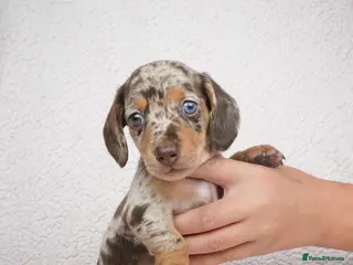 Miniature Dachshund dogs KC Registered Miniature Dachshund Puppies - Advert 1