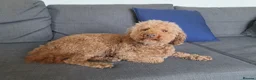 Miniature Poodle dogs for stud:  Miniature Poodle Stud Available - Advert 4
