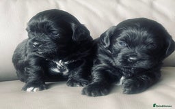 Shihpoo dogs for sale: Shipoo Pups LAST 2 - Image 7