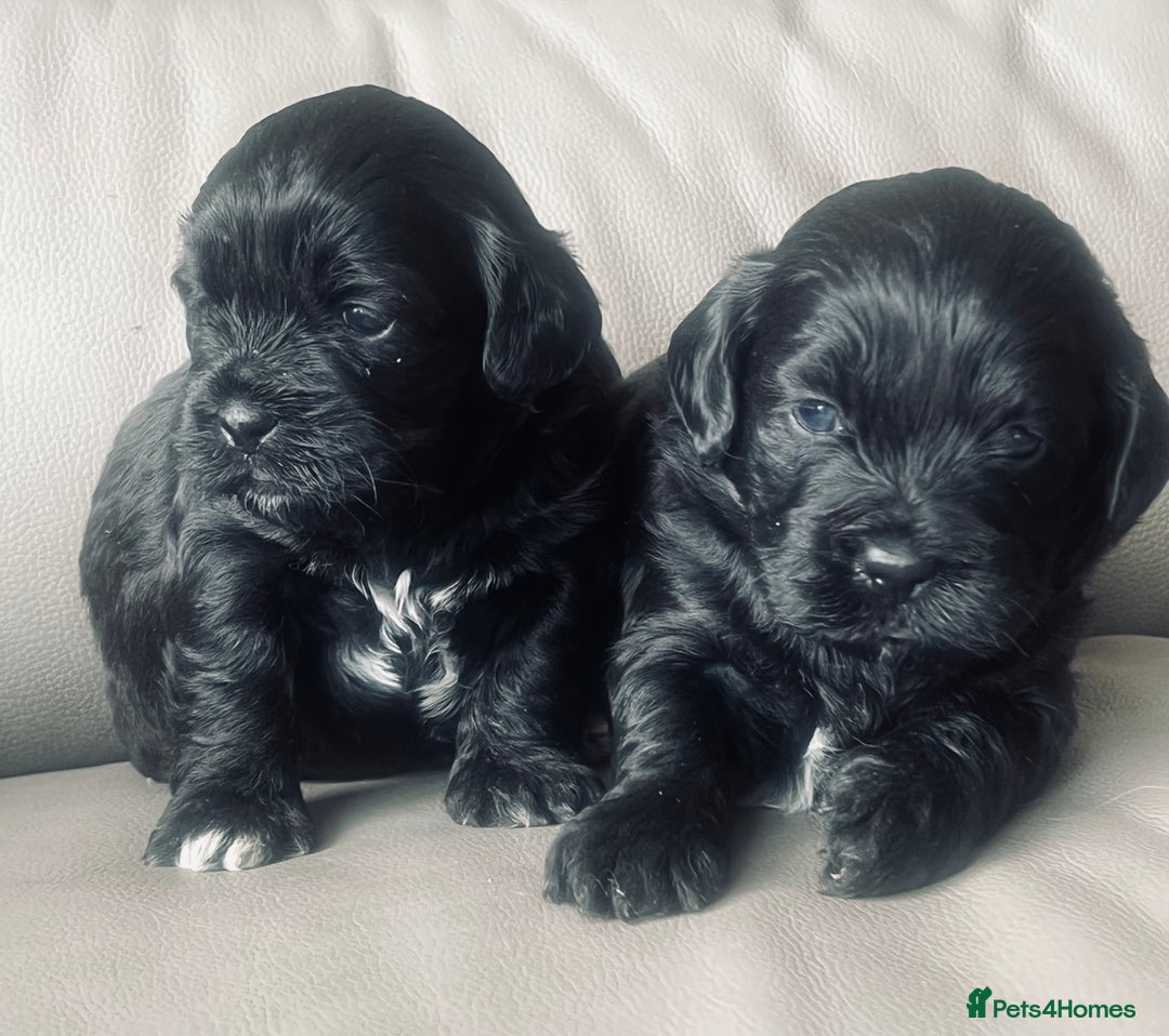 Shihpoo dogs for sale: Shipoo Pups LAST 2 - Image 7