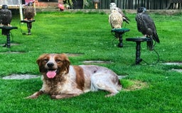 Brittany Spaniel dogs for sale: Brittany puppies for sale  - Image 31