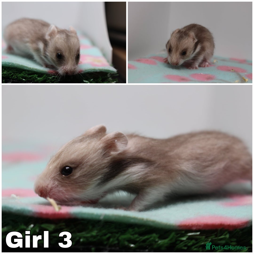 Hamster rodents for sale: Beautiful Syrian hamsters ready to reserve - Advert 3