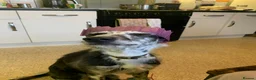 Lurcher dogs for sale: Male Lurcher Looking for a Loving Home - Advert 8