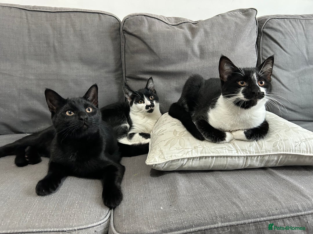 Domestic Shorthair cats for sale: 3 males kittens - Advert 2