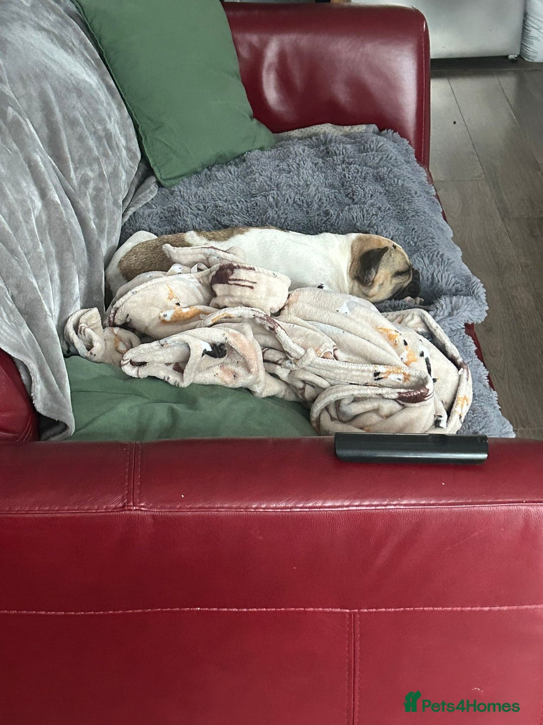 Mixed Breed dogs for adoption: 💖ELVA -a Sweet Frenchie Rescued From Starvation💖 - Advert 4