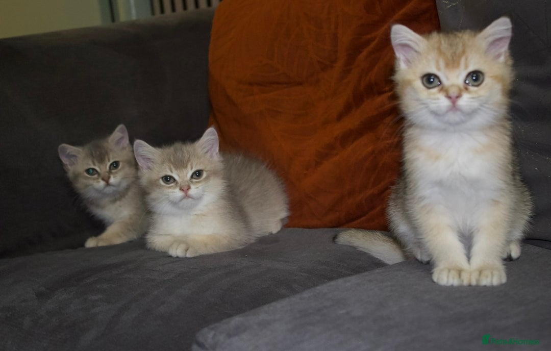British Shorthair cats for sale: Top quality Champion Gccf british shorthair - Image 11