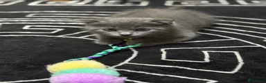 Scottish Fold 2