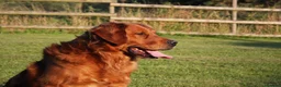 Golden Retriever dogs for stud: FULLY HEALTH TESTED Dark Golden Retriever stud dog in Newark - Advert 7