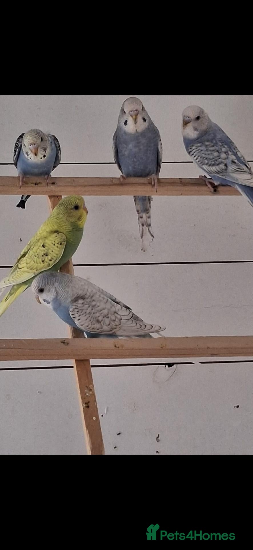 Budgerigars birds Baby budgies ready to leave now  - Advert 1