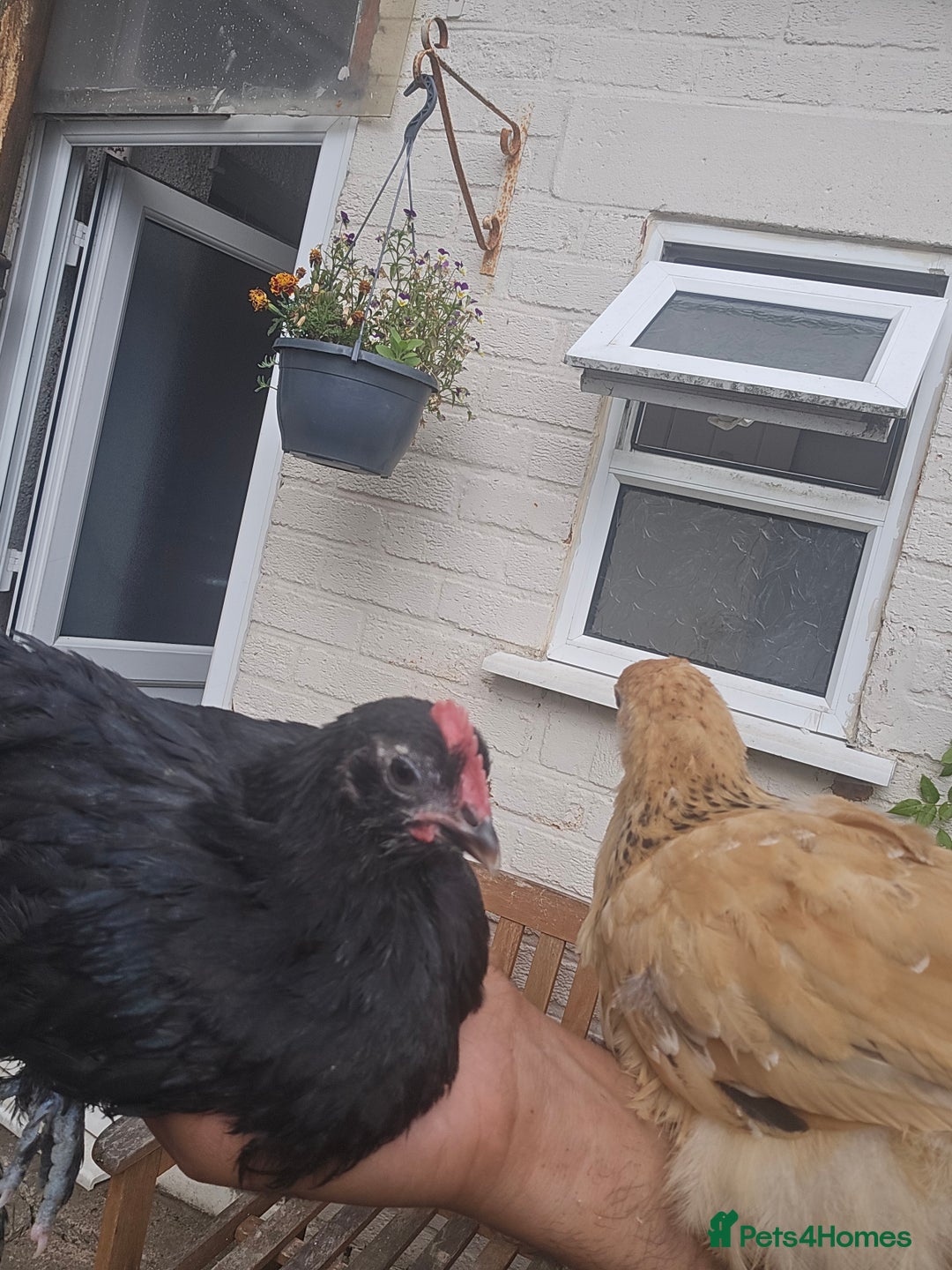 Chickens poultry for sale: two hens and two roosters  - Image 4