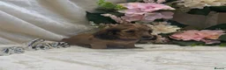 Miniature Dachshund dogs for sale: Stunning KC Long Haired Miniature Dachshund 🐶🐶 - Advert 37