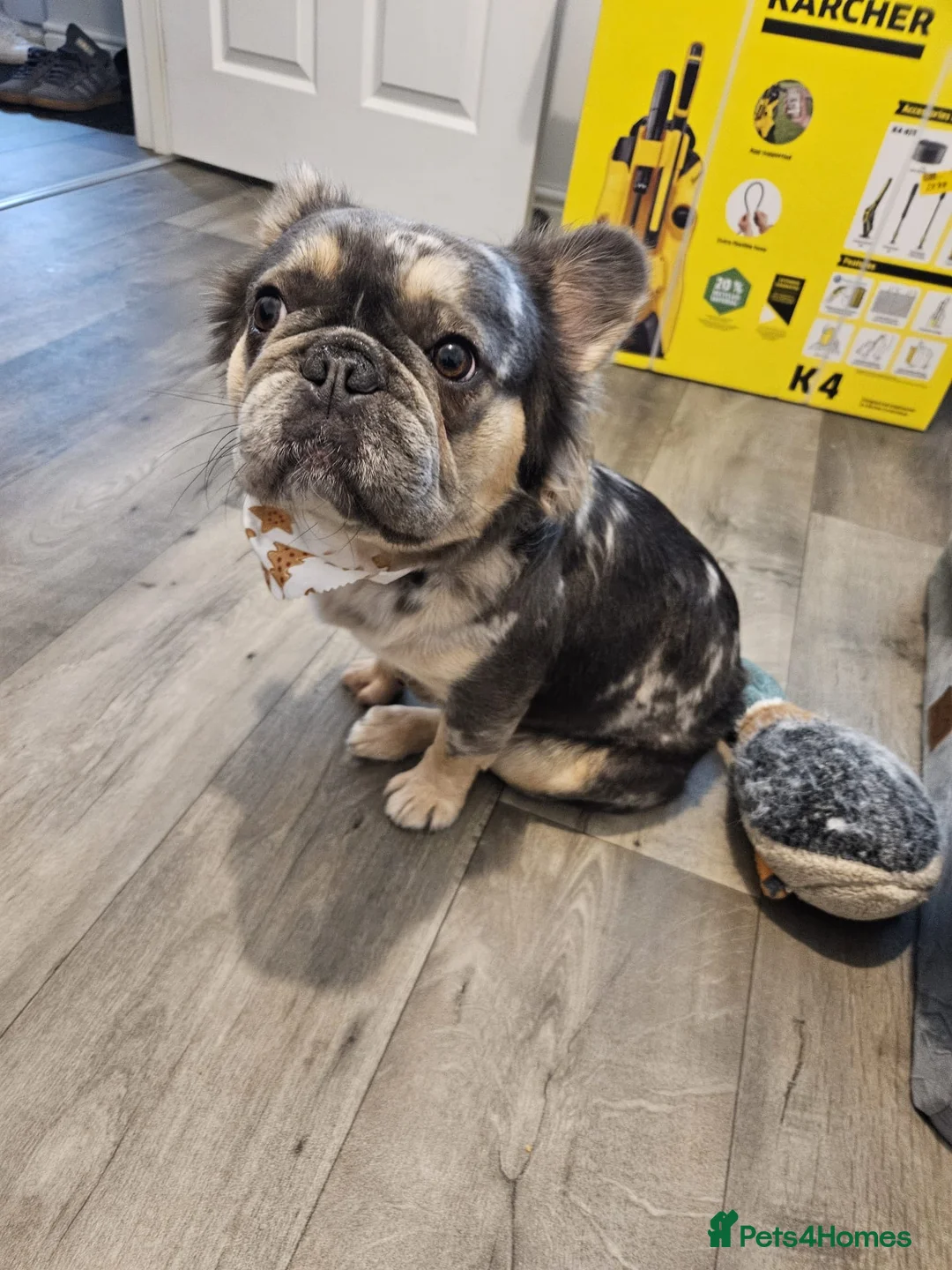 French Bulldog dogs for sale: Female Fluffy Merle French Bulldog 14 Months - Advert 1