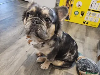 French Bulldog dogs Female Fluffy Merle French Bulldog 14 Months - Advert 1