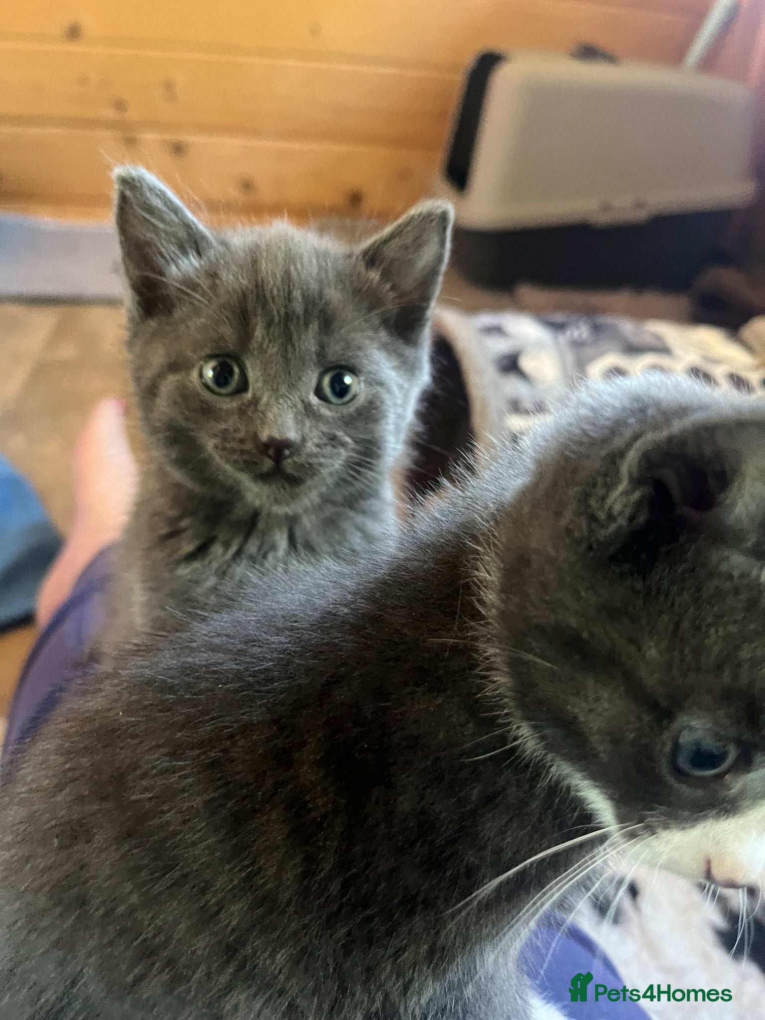Mixed Breed cats Adorable grey boys - Advert 1
