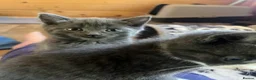 Mixed Breed cats for sale: Last 2 Adorable Greys boys available  - Advert 2