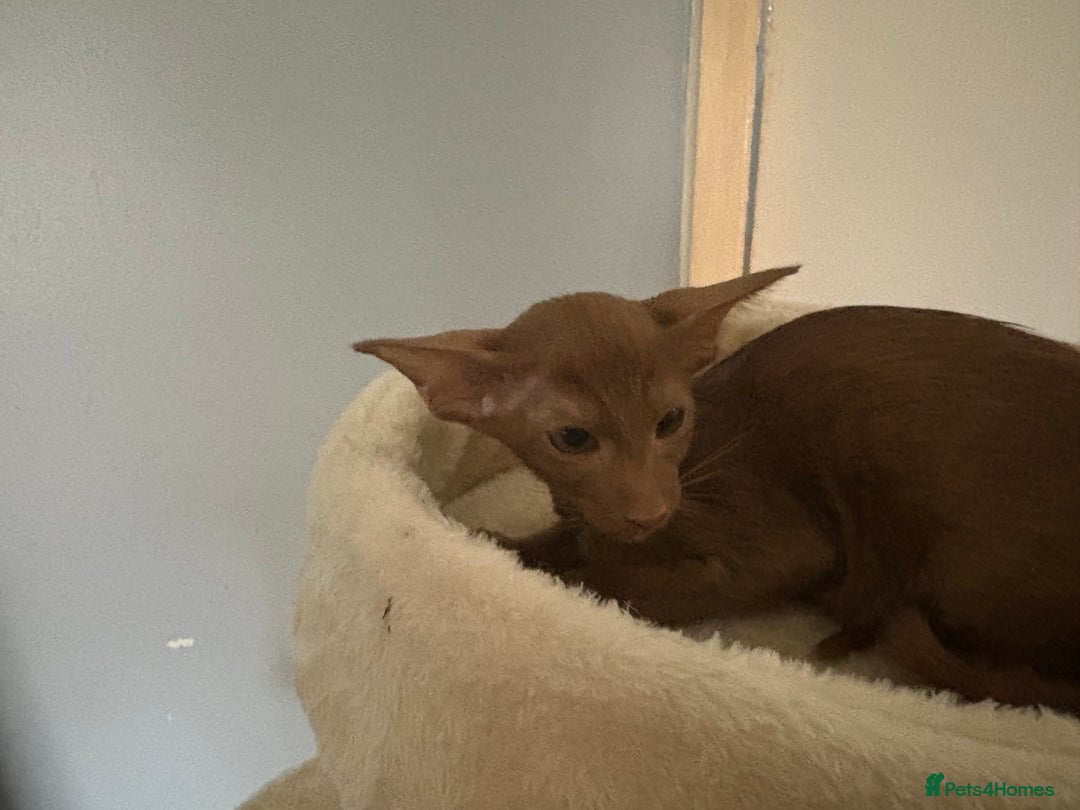 Oriental cats for sale: Gccf Beautiful oriental and Siamese ki - Image 1